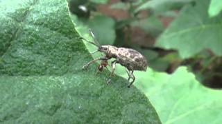 Ash weevil-Ant interactons