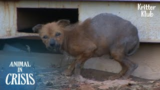 A Dog Spotted Half-Burnt, Roaming Around The Town l Animal in Crisis Ep 330