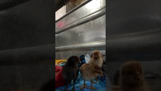 Watch my chicks #chicken #brooder #watch #happy #cute