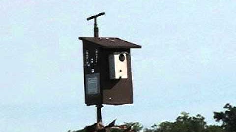 Tree Swallows using a Hironbec Pendulum