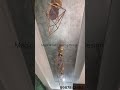 Luxury Flat Rose Leafing Finishing & Cealing"Can We Do Rose Gold Leafing Design For #luxury #Mumbai,