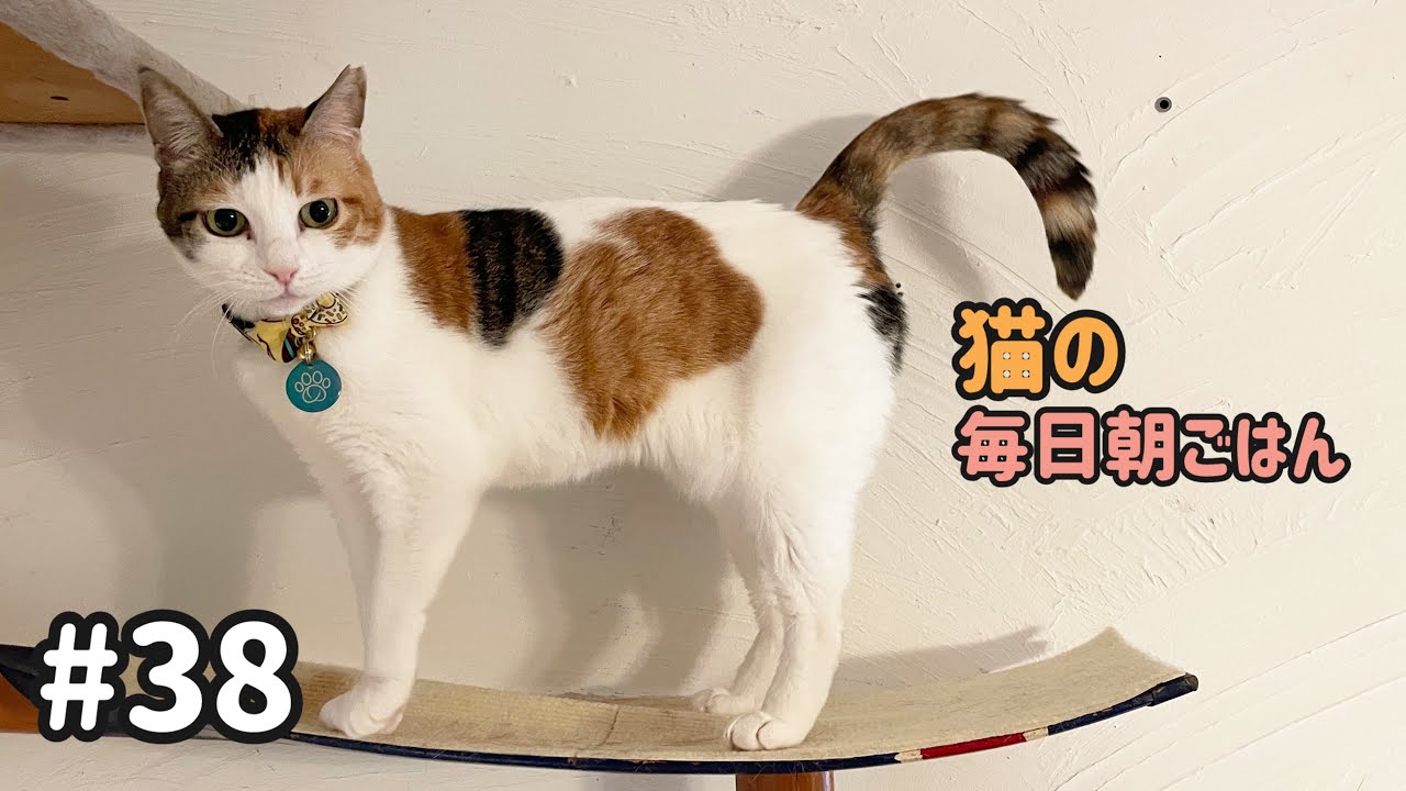 猫の毎日朝ごはん生配信！【#38】 2026.3.5