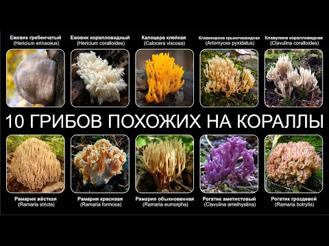 YouTube видео