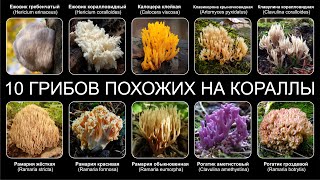видео: Топ 10 ГРИБОВ ПОХОЖИХ НА КОРАЛЛЫ картинка: Топ 10 ГРИБОВ ПОХОЖИХ НА КОРАЛЛЫ