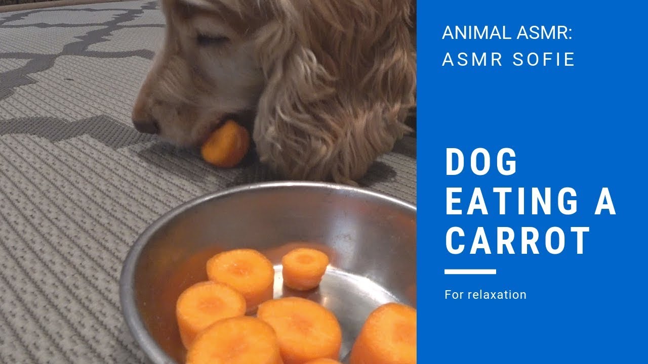 ASMR Dog Eating A Carrot | ASMR Sofie | Animal ASMR - YouTube