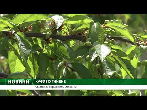 Видео: Какво причинява гниене на кайсия Rhizopus – Научете за Rhizopus гниене на кайсиевите дървета