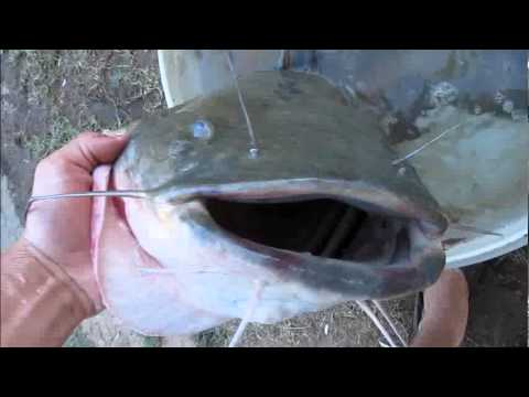 noodling catfish