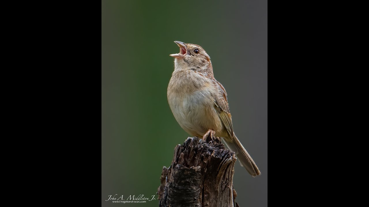 Bachman's Sparrow Stump Singing!