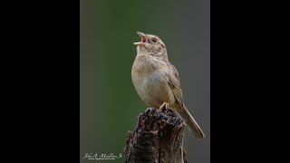 Bachman's Sparrow Stump Singing!