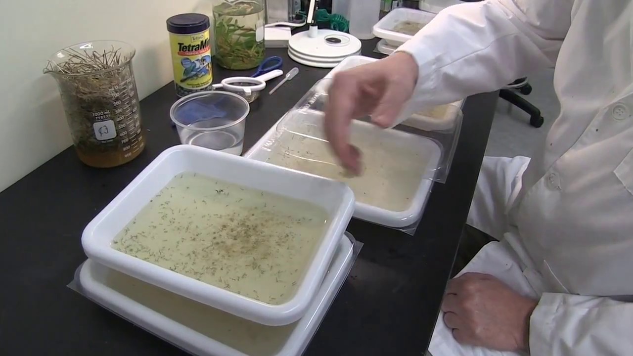 Mosquito "Birth Control" Developed At UH (Feb. 24, 2017)