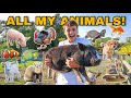 EVERY ANIMAL on My PROPERTY in ONE Video!! (update)