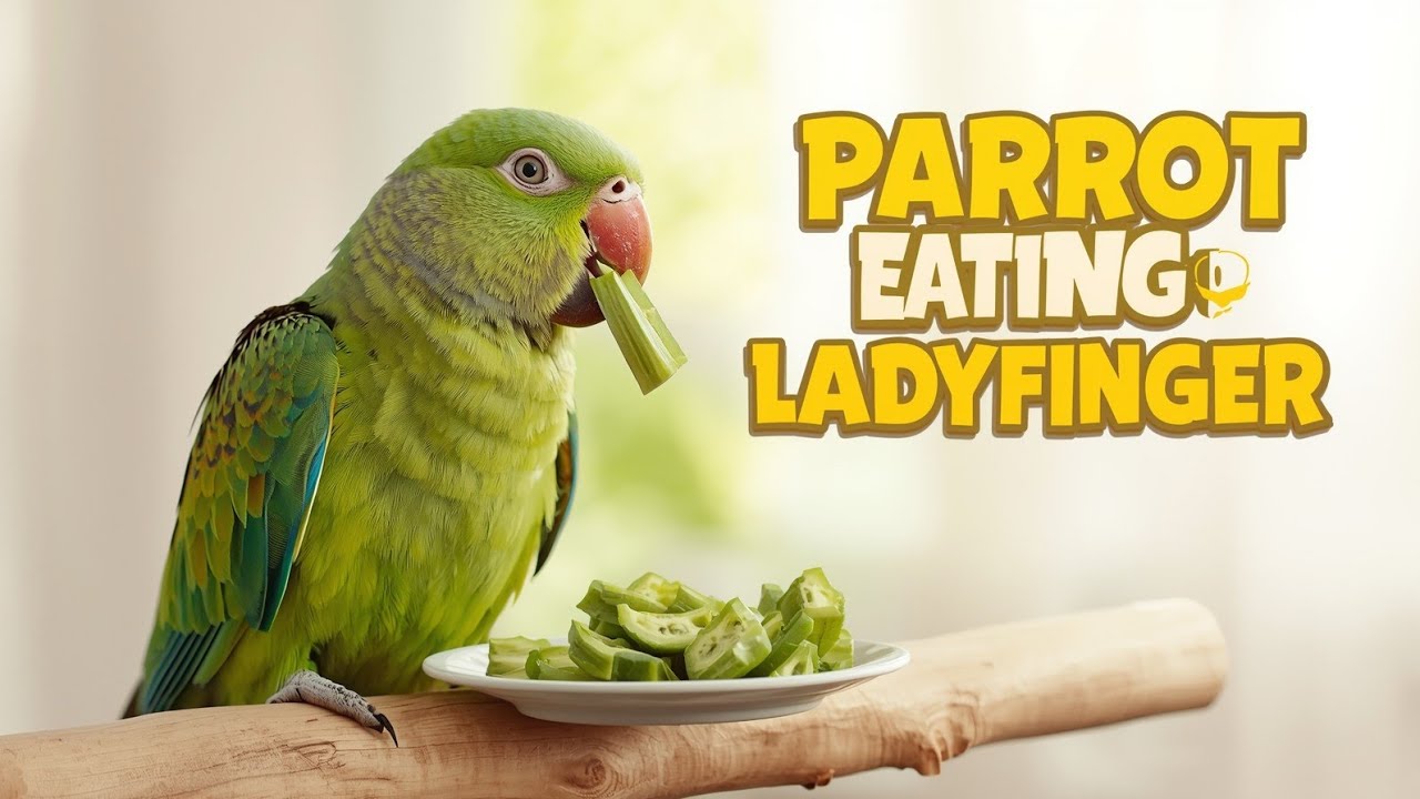 Today We Fed Our Parrot Ladyfinger Pieces | Cute Parrot Eating Vlog