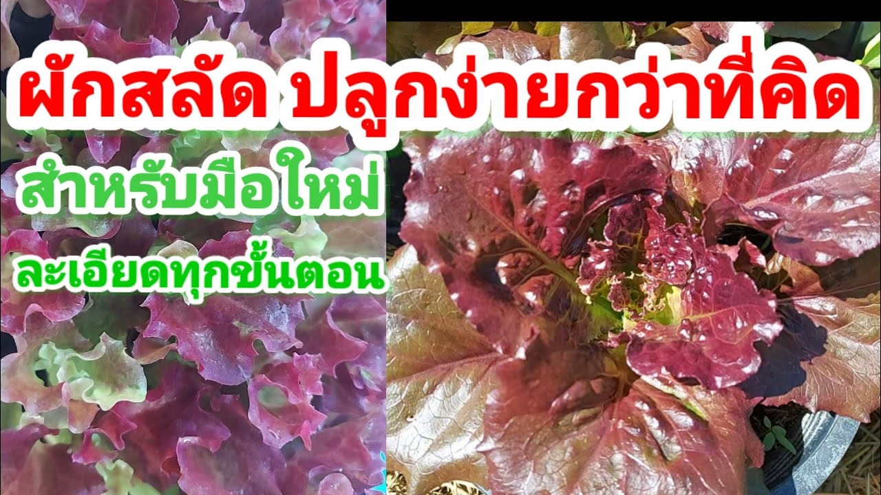ปลูกผักสลัด  ปัตตาเวีย ปลูกง่ายกว่าที่คิด สำหรับมือใหม่ ละเอียดทุกขั้นตอน