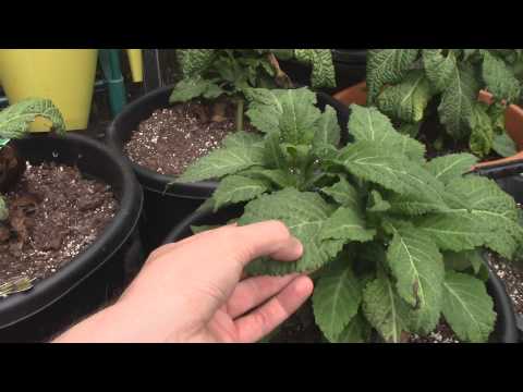 Salvia