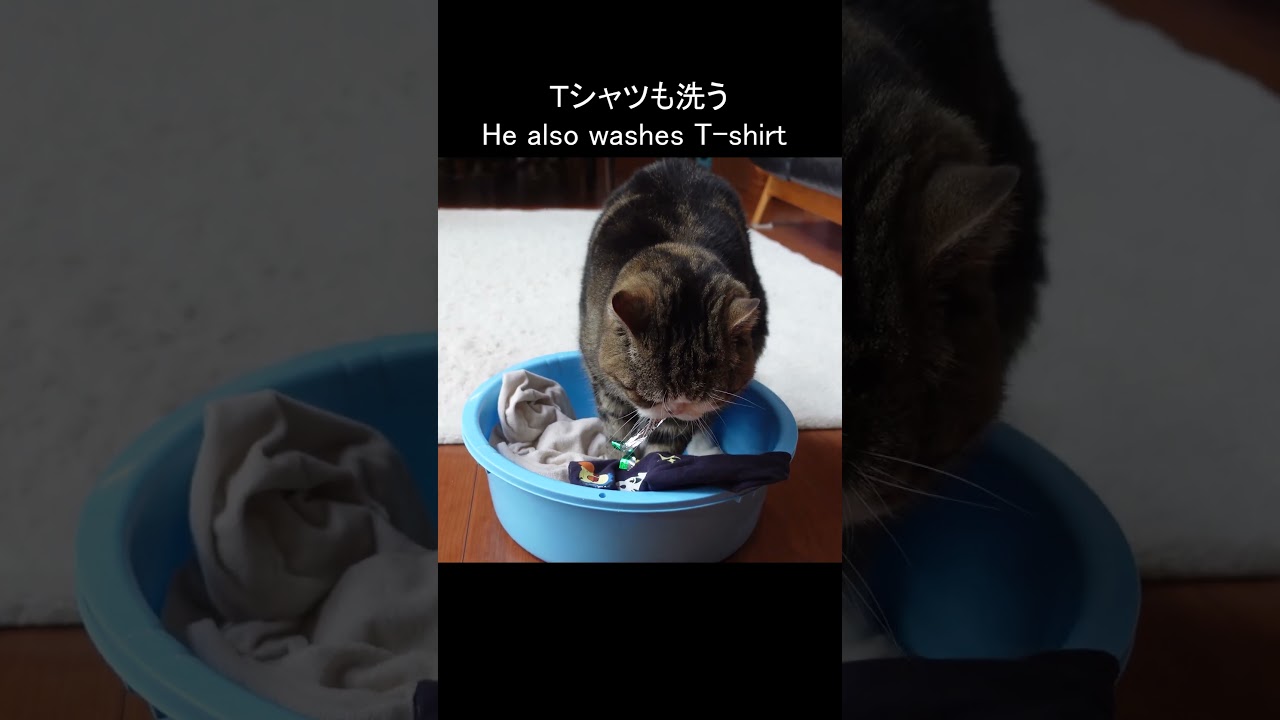 プロフェッショナルな洗濯屋なねこ。 #Shorts | 私信 まるです。