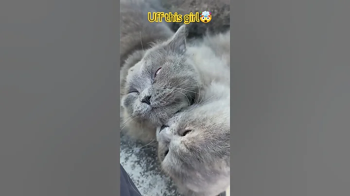 Video 4385961: british longhair cat grooming, longhair british cat sound, persian cat long hair