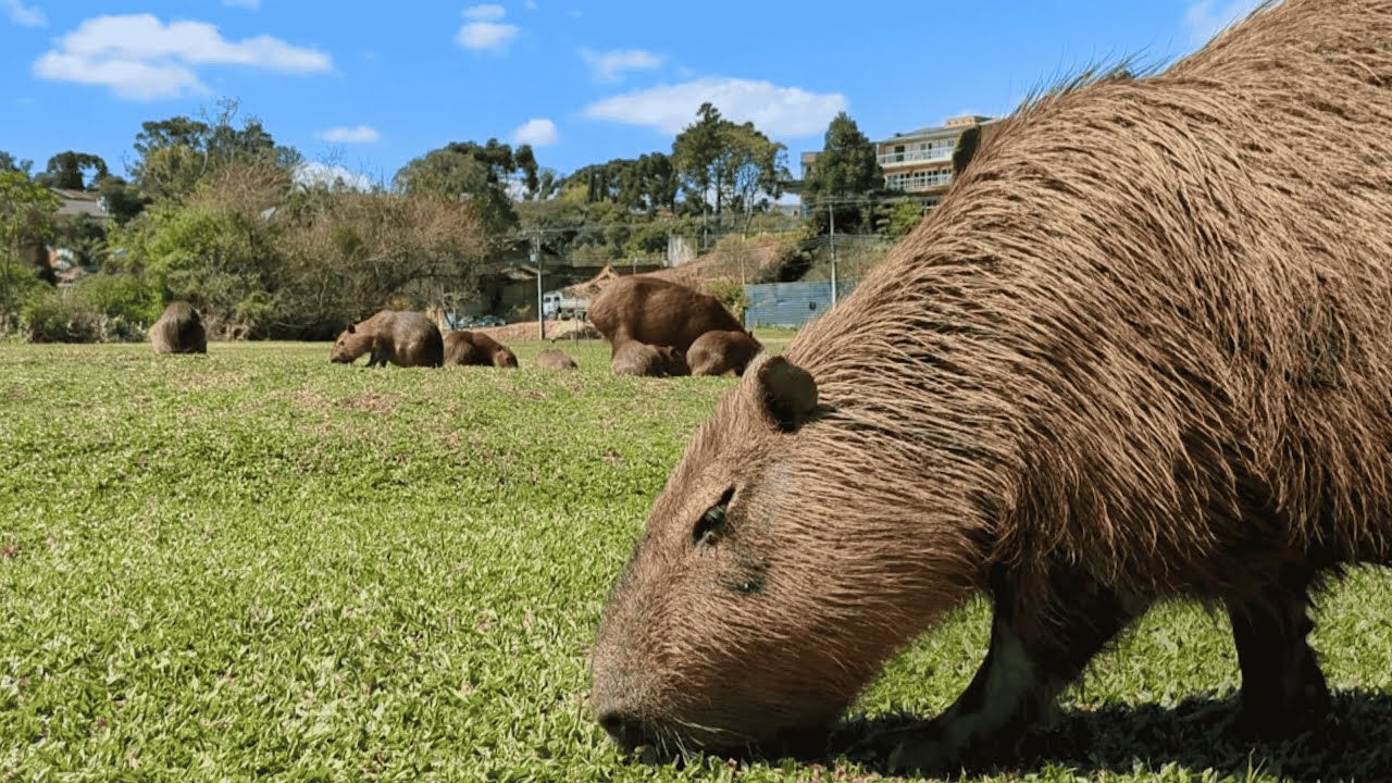 Huge Capybara Herd Enjoying The Park - YouTube