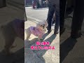 散歩に行きたい🐶 #トイプードル