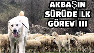 AKBARAN (AKBAŞ)IS THE FIRST TASK IN THE HERD WITHOUT A SHEPHERD DID HE LEAVE THE SHEEP AND COME HOME