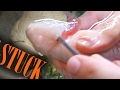 Fish stuck in axolotl gills [How to get rid of it]