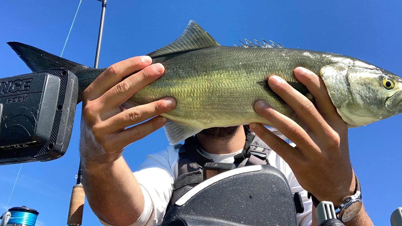 Bluefish on Light Tackle Fall Run Kayak Fishing Long Island Sound NY