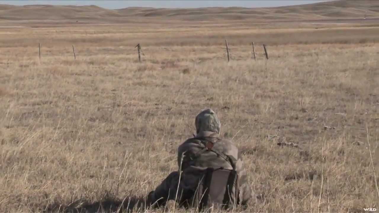 Coyote Hunting Using Amazing Camouflage YouTube