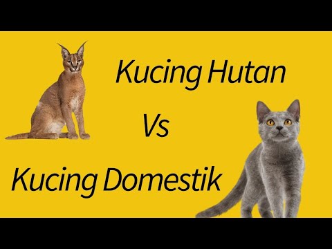 Video: Kucing Hutan (rawa): Deskripsi Penampilan, Karakter, Gaya Hidup, Foto Kucing