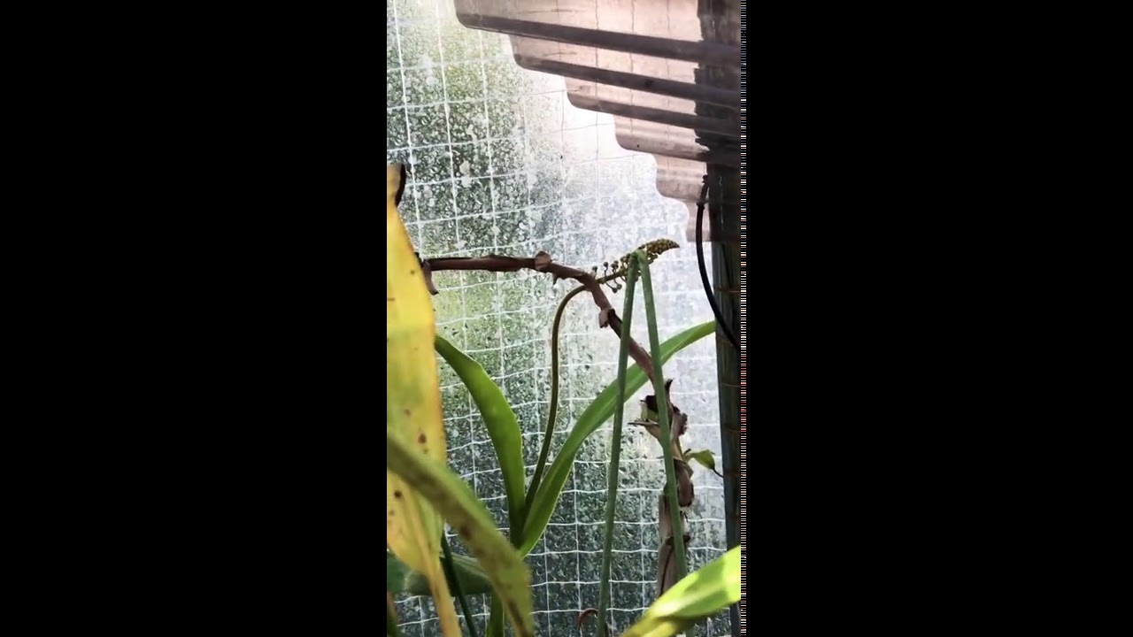 食虫植物 ウツボカズラノボリューの花 雄 が咲きました Shorts Youtube