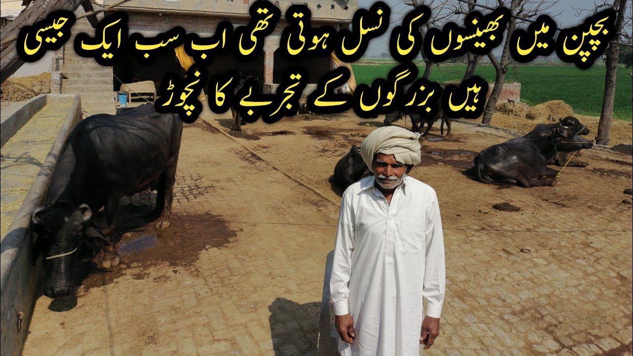 How Much Profit In Nilli Ravi Buffaloes Farming In Pakistan Bazurgon 