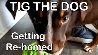 Was Nomadic Fanatic right to re-home Tig the dog? Are you "unsafe"? | Homestead vlog