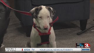Clay County animal shelter: Meet Pebbles