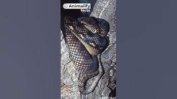 Amethystine Python: Unveiling the Scrub Python Mysteries #animalfact #animals #interestingfacts