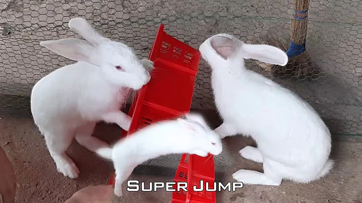 Rabbit Jump Super Slow motion