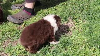 Australian Shepherd Puppies For Sale