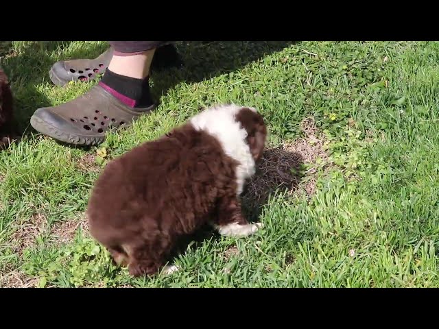 Alexa video thumbnail