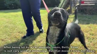 Disabled pets still await forever homes following Adopt a Less Adoptable Pet Week