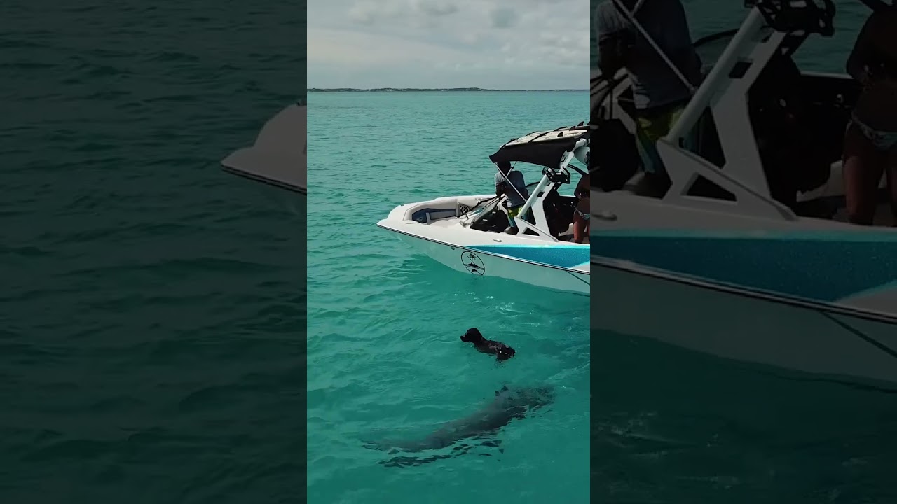 ADORABLE Footage Of Dog Swimming With Friendly Dolphins 