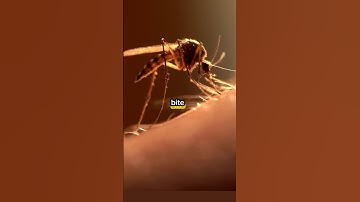 What happens when a mosquito bites you