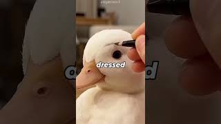 🦆 Call Duck Facts That Will Make You Smile!