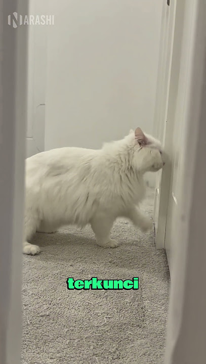 Cats' Reactions When Left by Their Owners 😹
