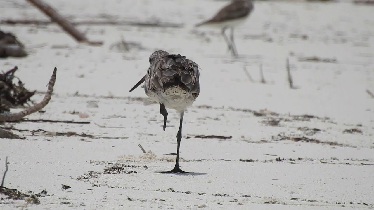 A Short video of Wildlife through my third eye - Omar Haroon