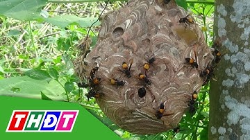 Cà Mau: Bị ong vò vẽ đốt hơn 100 vết, một người đàn ông tử vong | THDT