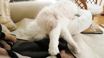 A very cute Ragdoll wake up!  /Merlin and Nerina