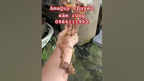 Cặp sâm rừng tự nhiên #sâm_ngọc_linh_rừng #sâm_ngọc_linh #sâm_lai_châu_rừng #sâm_ngọc_linh_rừng