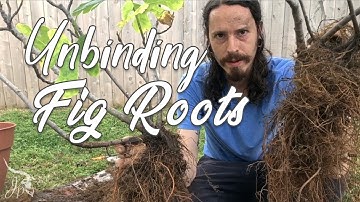 How to Propagate Multiple Fig Trees from One & Fix Root-Bound Tree!