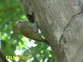 picapauzinho-anão - Veniliornis passerinus - Little Woodpecker