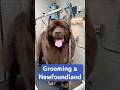 Behind the Scenes of Grooming a Newfoundland Dog 🦣