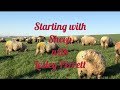 Starting with Sheep - Dagging Your Sheep