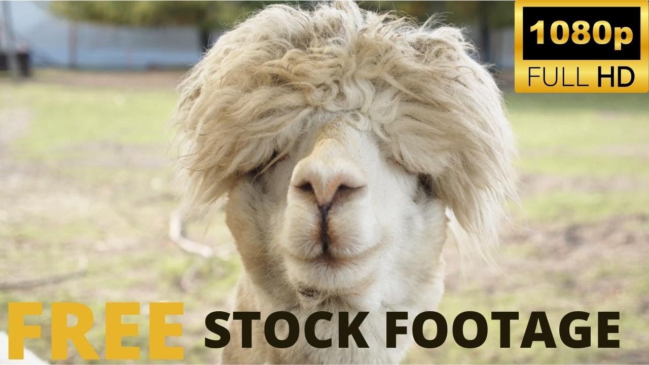 Cute Animal Capture HD II Free Stock Video II No Copy Right Video HD