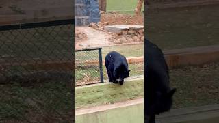 Bear #new #shorts #summer watch bear#viral  #zoo #wildlife #animals #viralreels